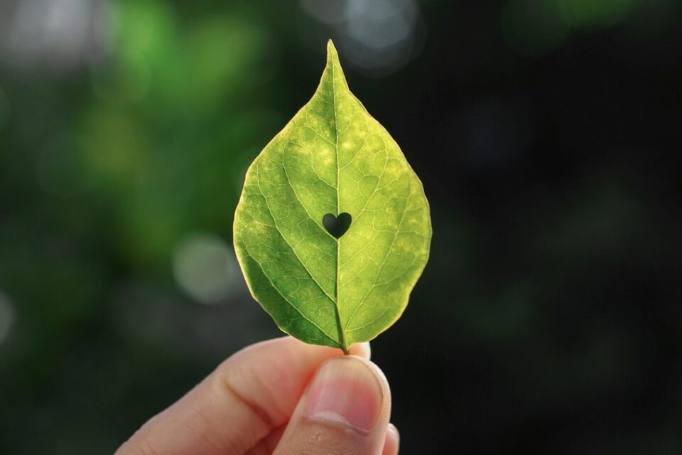 Zaļa koka lapa rokā ar caurumu sirds formā